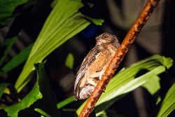 Tawny-bellied Screech-Owl (Megascops watsonii)